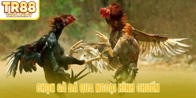 Chọn gà đá qua ngoại hình chuẩn