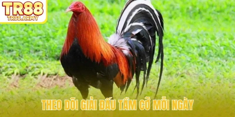 Theo dõi giải đấu tầm cỡ mỗi ngày